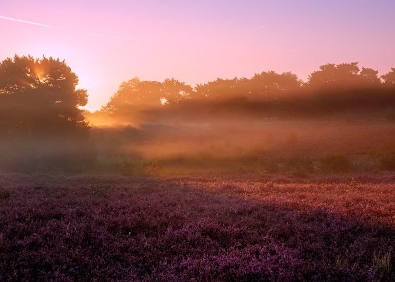Brunssummerheide